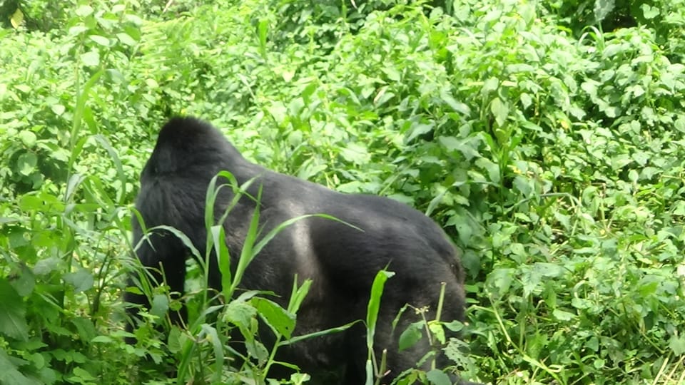 Day Congo Drc Gorilla Trekking Nyiragongo Hiking Getyourguide