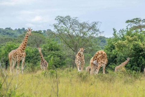 5-Day Lake Bunyonyi & Lake Mburo Tour with Boat Cruise