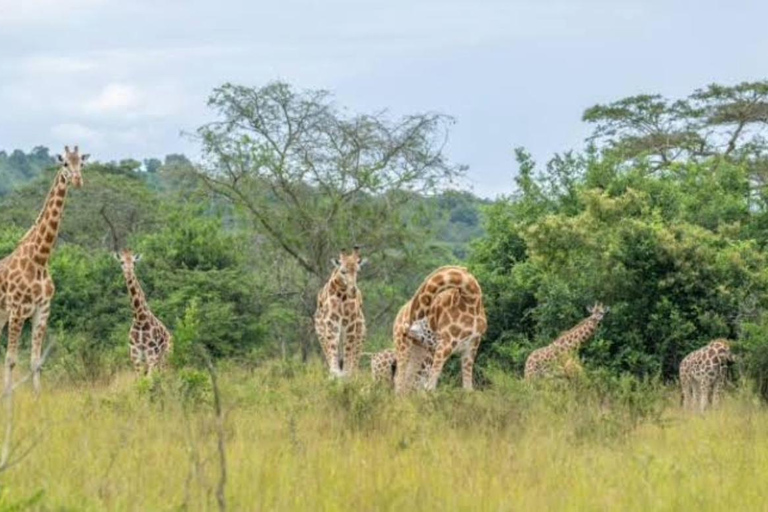 5-Day Lake Bunyonyi & Lake Mburo Tour with Boat Cruise