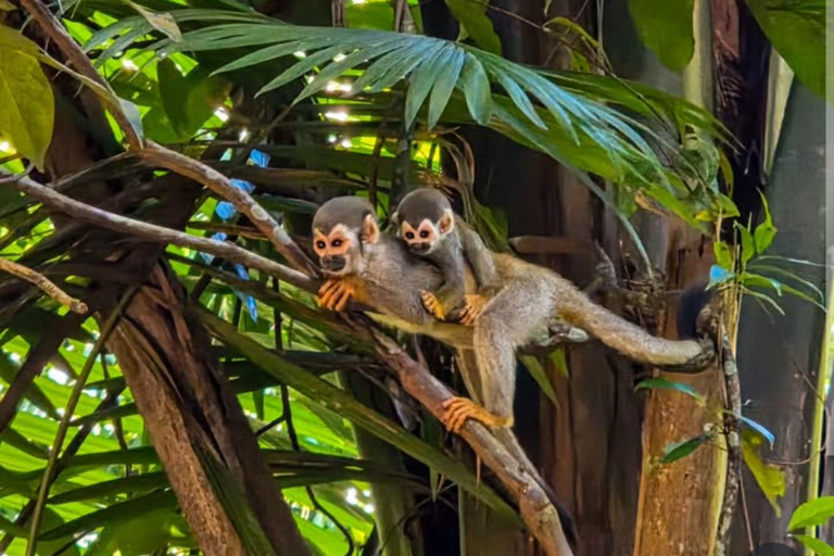 Private Tour in Manaus: Science Forest and Amazonas Theater