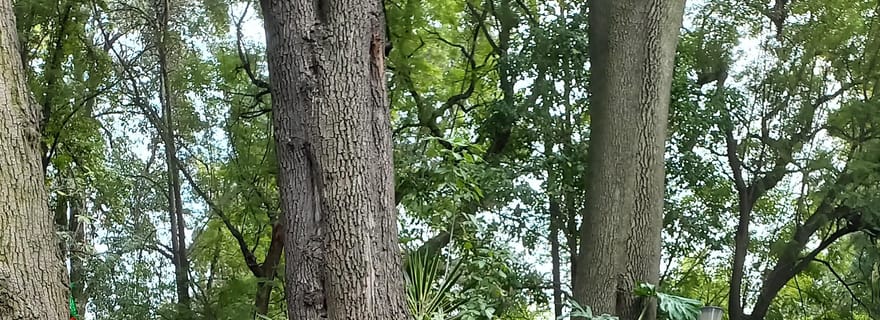 Coyoacan, Histoire et Vie d'un Quartier Magique