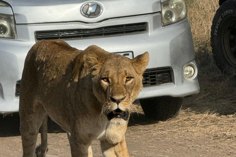 Nairobi Park Safari, Sheldrick's Orphanage & Giraffe Center Shared Drive in Open-Roof Van Game Drive