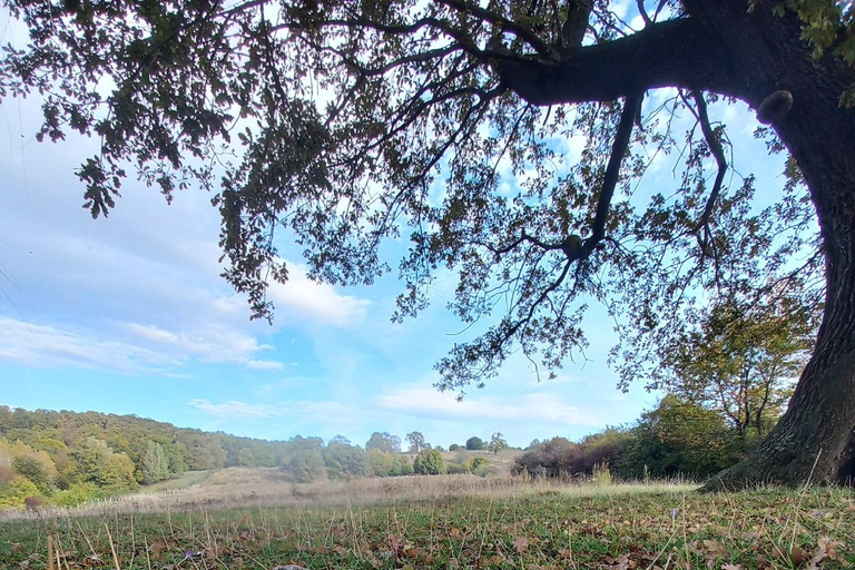 Brasov: Tour with Transfer Libearty Bear Sanctuary