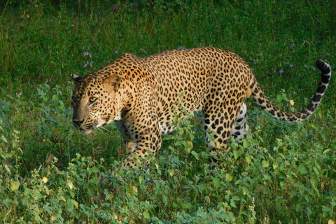 Yala Safari: High-Luxury PRIVATE Tours with Entry Tickets Half Day (6 hours) Safari PRIVATE Tours morning or afternoon