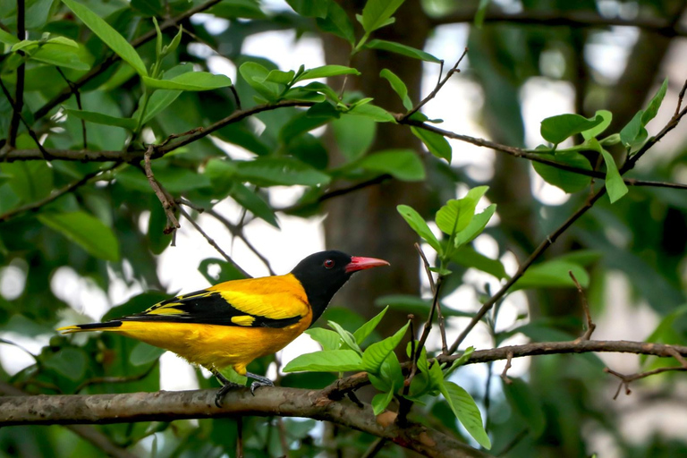 Kathmandu: Phulchowki Birdwatching Tour with Expert Guide