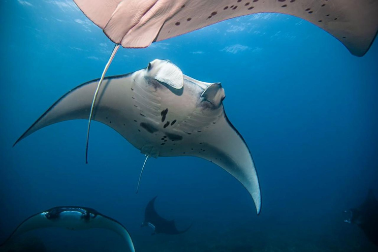 From Nusa Penida: Scuba Diving with Manta Ray Nusa PenidaCertified Diver