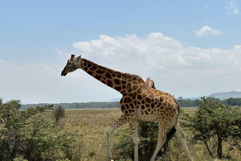 Menseneter: Tsavo East Park, Amboseli Reserve, L Nakuru Park