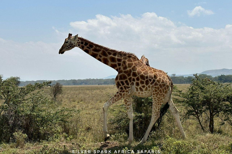 Menseneter: Tsavo East Park, Amboseli Reserve, L Nakuru Park