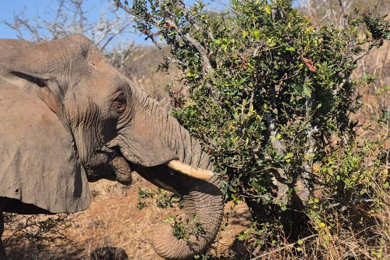 From Maputo: 2-Day Kruger National Park Safari