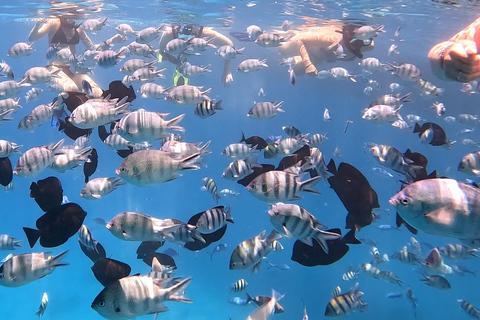 Hurgada: tour en barco de 7 horas con delfines, esnórquel y almuerzo