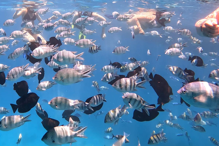 Hurgada: tour en barco de 7 horas con delfines, esnórquel y almuerzo