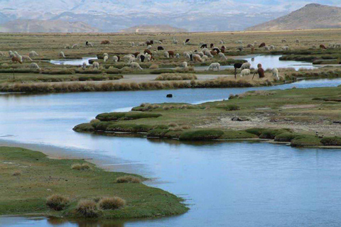 Visite de la lagune de Salinas et de la réserve nationale d'Arequipa