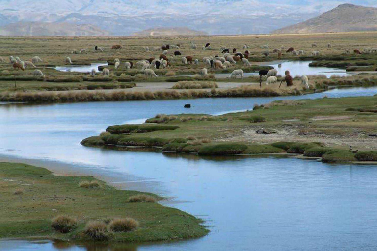 Visite de la lagune de Salinas et de la réserve nationale d'Arequipa