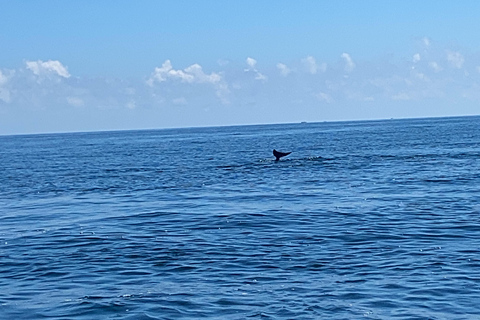 Flamingo Classic: Rio Lagartos and Las Coloradas
