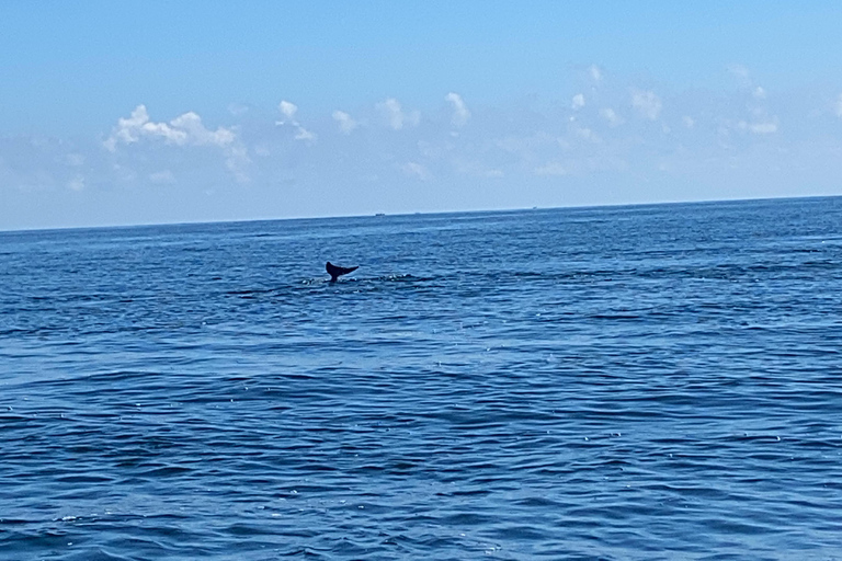 Flamingo Classic: Rio Lagartos and Las Coloradas