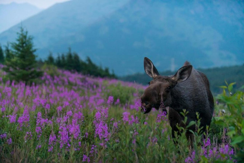 Anchorage: Sunset Photo Safari