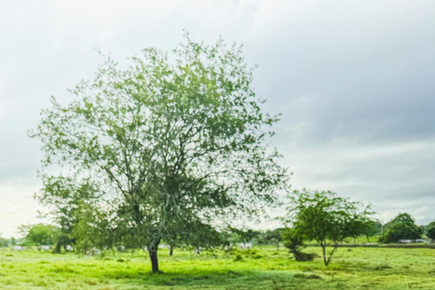 Dambulla: Scenic Countryside Horseback Ride 2-hour Dambulla: Scenic Countryside Horseback Ride