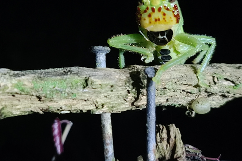 Tour nocturno por el Camino de las Tarántulas de Cahuita