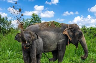 Tour zur Elefantenauffangstation in Bangkok mit Mittagessen & Transfers