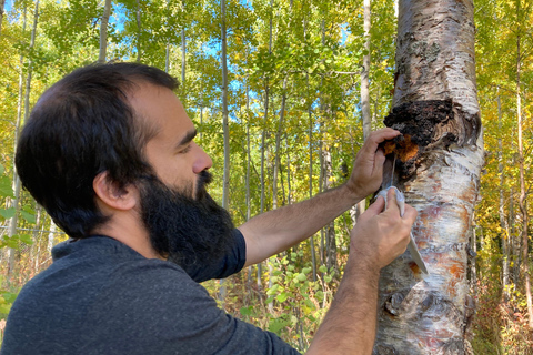 Fairbanks: Guided Nature Walk with Tea Tasting Guided Nature Walk with Tea Tasting