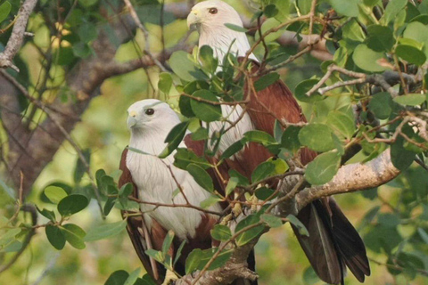 From Galle/Mirissa: Kalametiya Bird Sanctuary Boat Safari Hambantota: Kalametiya Bird Sanctuary Boat Safari-Private
