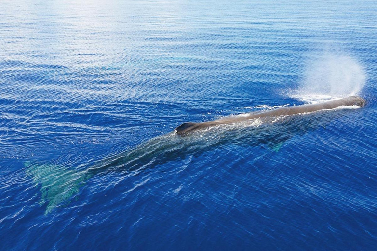 Mauritius: Private Whale Watching Tour with Pickup