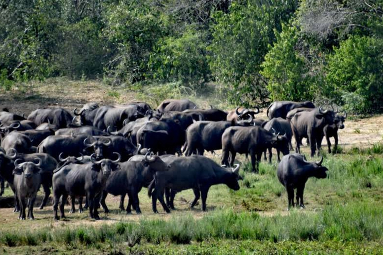 10 jours de visite en Ouganda et safari primates