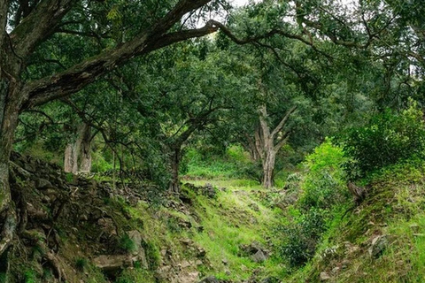 Shanghai: Zoumagang Hike Through Ancient Torreya Forest private tour option