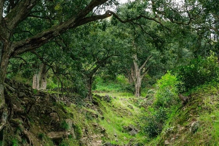 Shanghai: Zoumagang Hike Through Ancient Torreya Forest private tour option