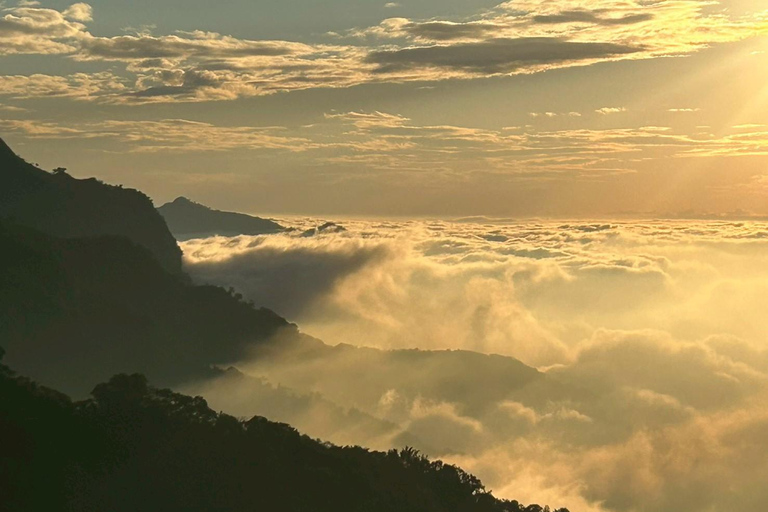 From Taichung/Kaohsiung/Chiayi/Alishan: Alishan Hidden Gems Join-in Tour (Start & End in Chiayi)