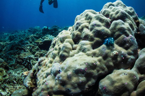 El Nido: Deep Blue Dive Seafari Experience