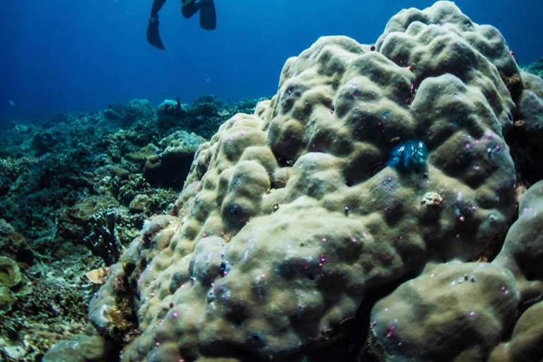 El Nido: Deep Blue Dive Seafari Experience