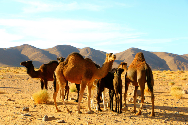 4 Tage Privat Agadir Ait Mansour-Übernachtung im Luxus-Camp