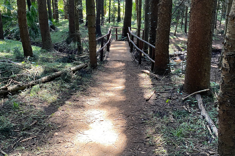 Caminhada na Floresta Karura e passeio de bicicleta