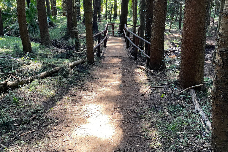 Caminhada na Floresta Karura e passeio de bicicleta