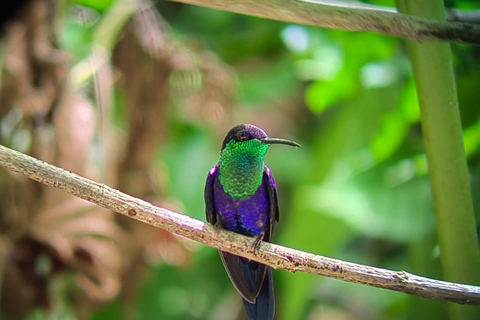 Z San José do Parku Narodowego Manuel Antonio - wycieczka z przewodnikiem