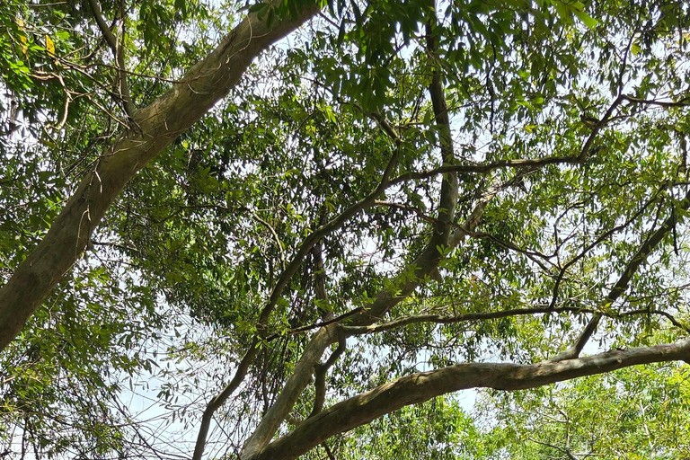Från Ella: 9 Arch Bridge, Little Adam's Peak och vattenfallsturFrån Ella: 9arch bridge, little Adam'speak &amp; Waterfalls tur