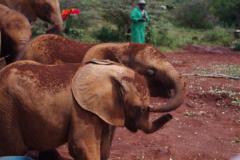 Tagestour zum David Sheldrick Elephant Orphanage Trust und Gir