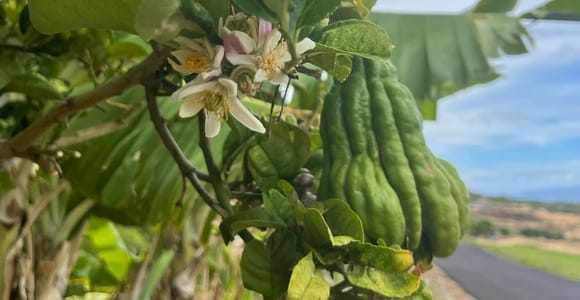 Maui: Tea Tasting Tour at the Dragonfruit Farm