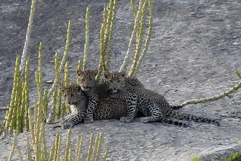 贾瓦伊：猎豹巡游与野生动物探秘之旅贾瓦伊：豹猎游与野生动物体验