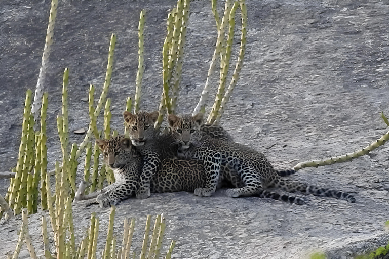 贾瓦伊：猎豹巡游与野生动物探秘之旅贾瓦伊：豹猎游与野生动物体验