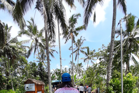Ubud: foresta delle scimmie, terrazzamenti di riso e cascata