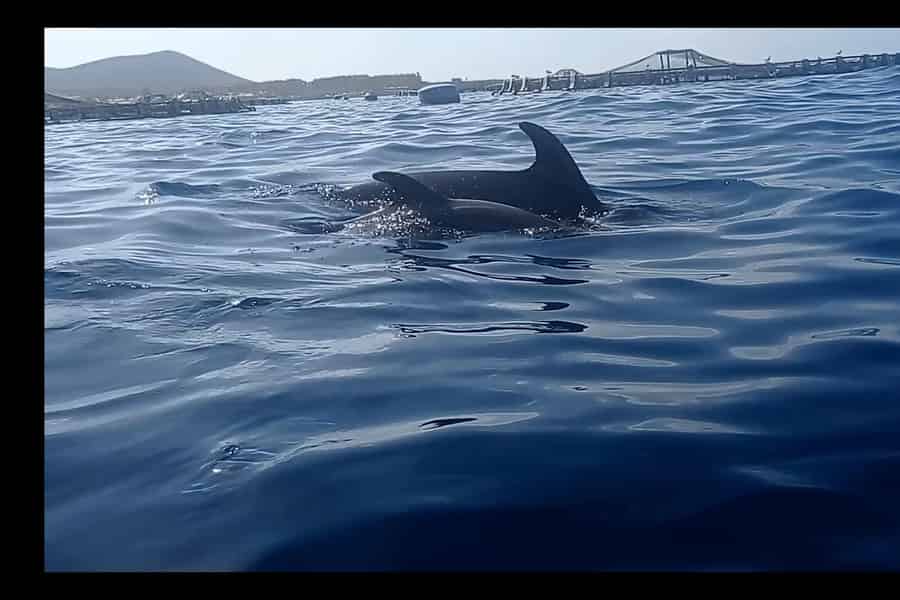 Los Cristianos: Kajak und Schnorcheln mit Meeresfauna, Wasser, Obst, Fotos, TRAU DICH!. Foto: GetYourGuide