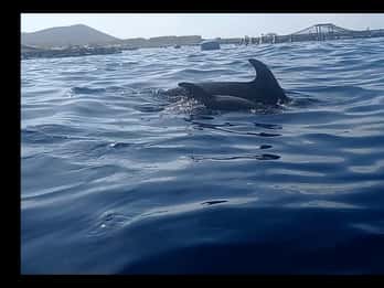 Los Cristianos: tour in kayak e snorkeling con tartarughe e foto incluse