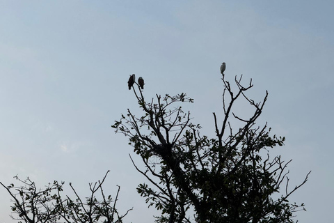 Sigiriya: Birdwatching Kayak Tour with Guide