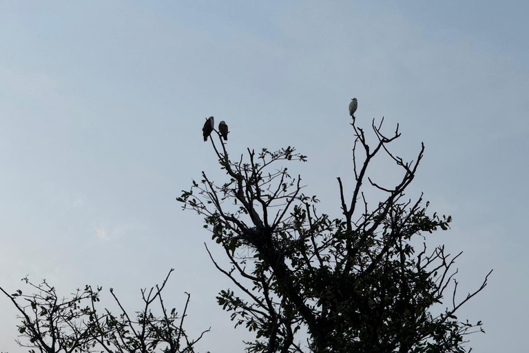 Sigiriya: Birdwatching Kayak Tour with Guide
