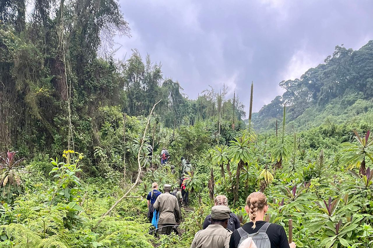From Kigali: Bisoke Summit Trek, Crater Lake 1 Day Safari