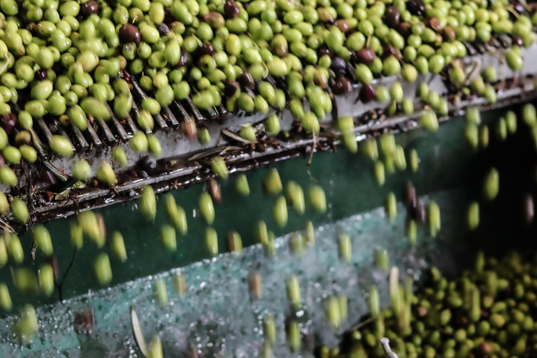 Sorrento: Guided Olive Mill Visit with Tastings