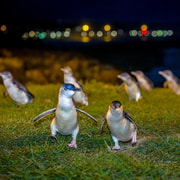 Oamaru: Penguins Evening Viewing Ticket