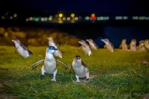 Oamaru: biglietto per la visita serale della colonia dei pinguini blu